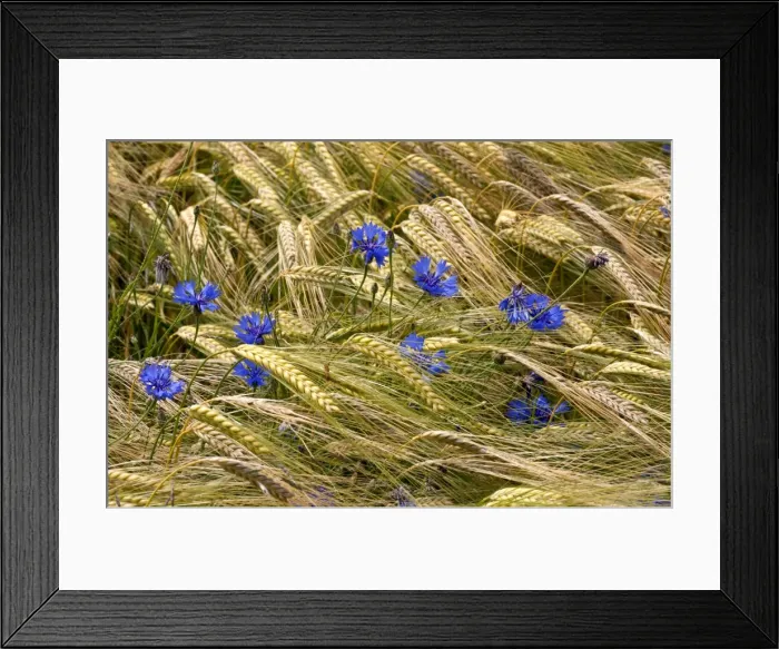 Framed Print : Picture No. 10899508 Framed Print : Picture No. 10899508
