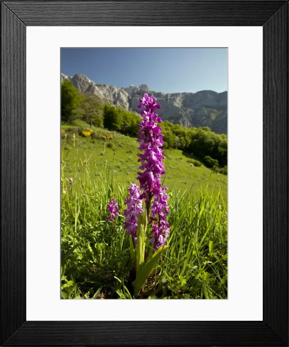 Framed Print : Picture No. 10899514 Framed Print : Picture No. 10899514