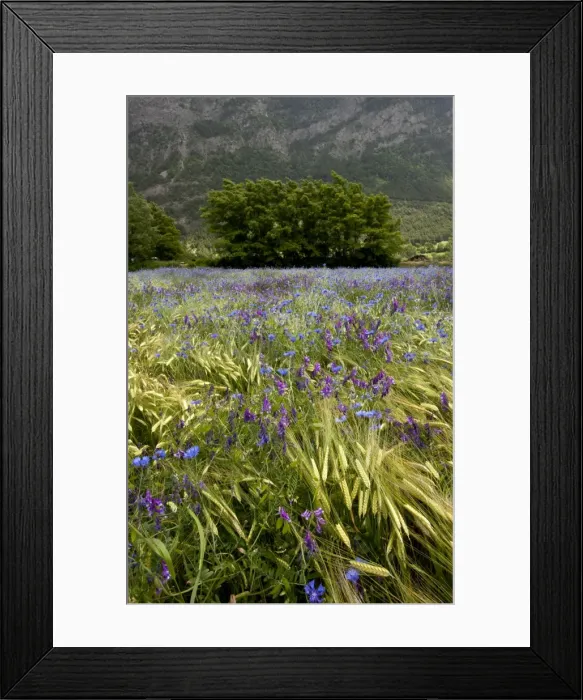 Framed Print : Picture No. 10899509 Framed Print : Picture No. 10899509