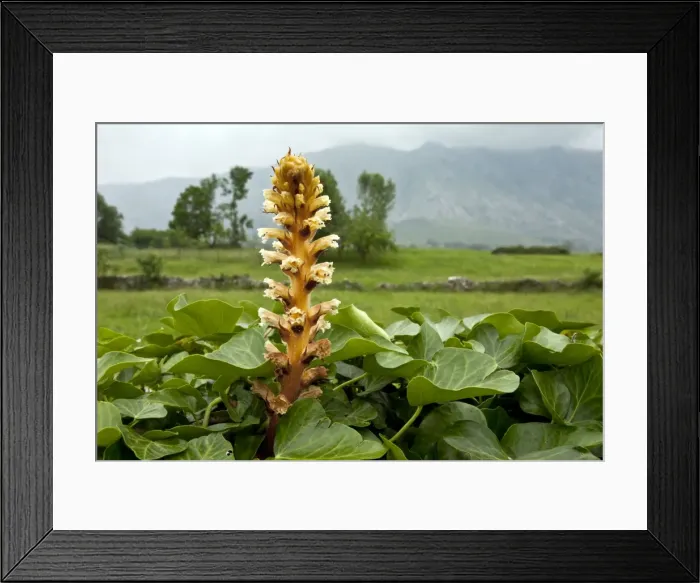Framed Print : Picture No. 10899512 Framed Print : Picture No. 10899512