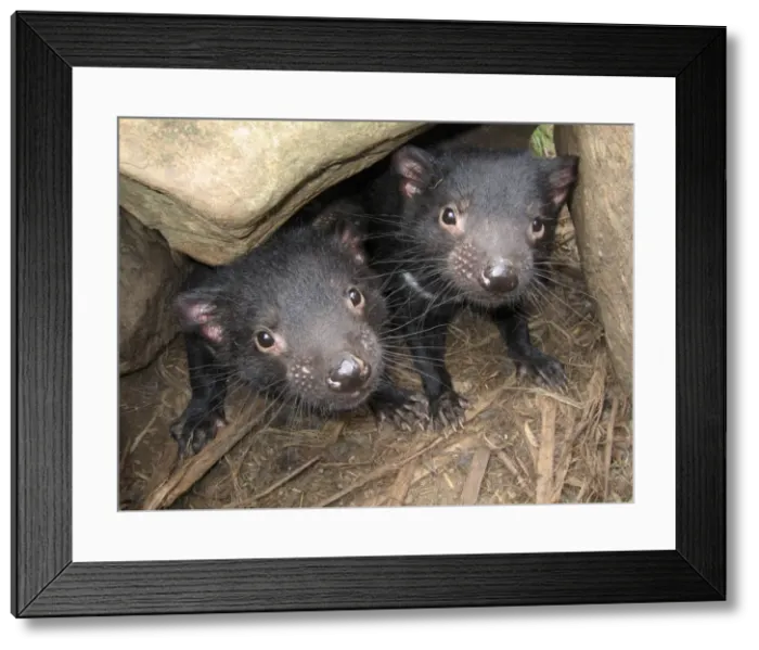 Framed Print : Picture No. 10869370