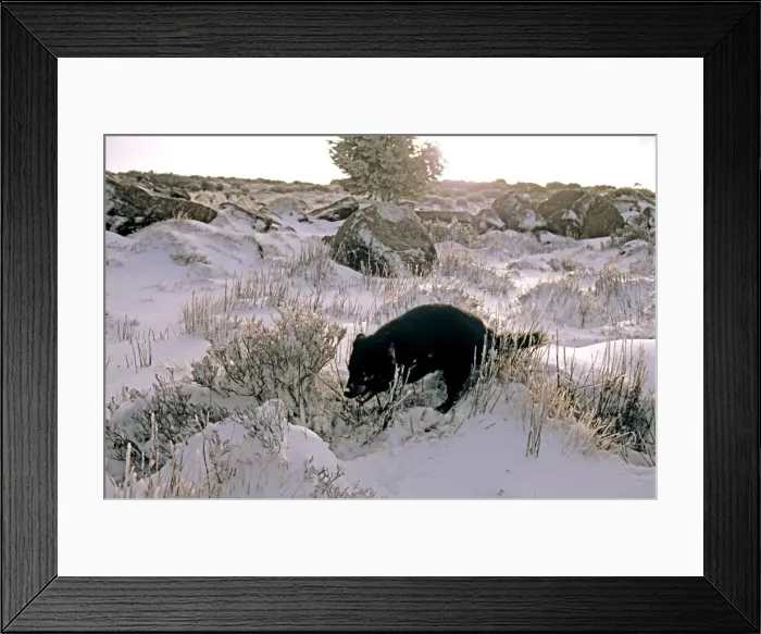Framed Print : Picture No. 10869369 Framed Print : Picture No. 10869369