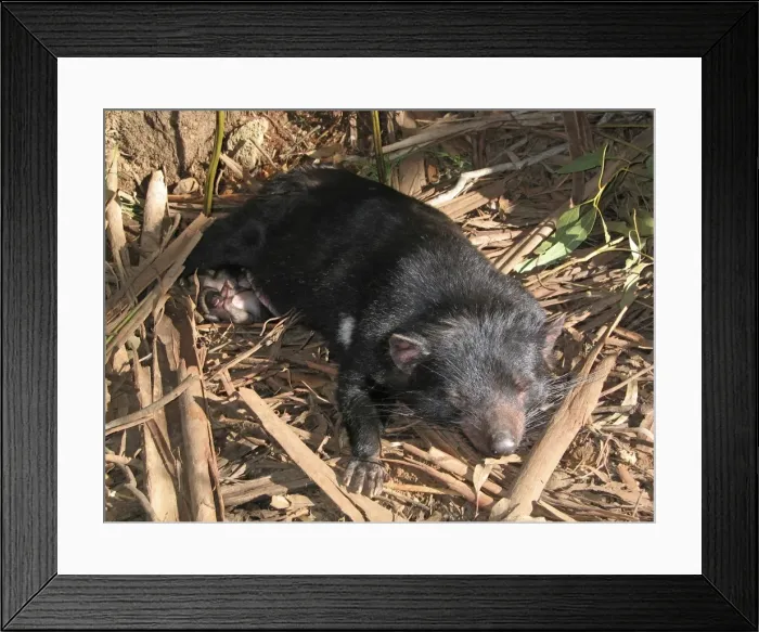 Framed Print : Picture No. 10869373 Framed Print : Picture No. 10869373