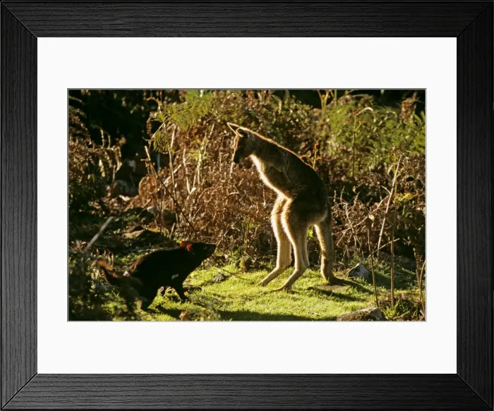 Framed Print : Picture No. 10869367 Framed Print : Picture No. 10869367