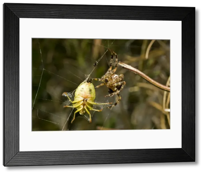 Framed Print : Picture No. 10869446 Framed Print : Picture No. 10869446