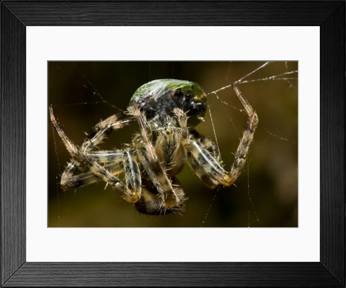 Framed Print : Picture No. 10869447 Framed Print : Picture No. 10869447