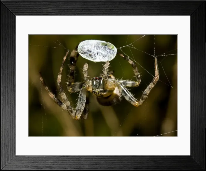 Framed Print : Picture No. 10869448 Framed Print : Picture No. 10869448