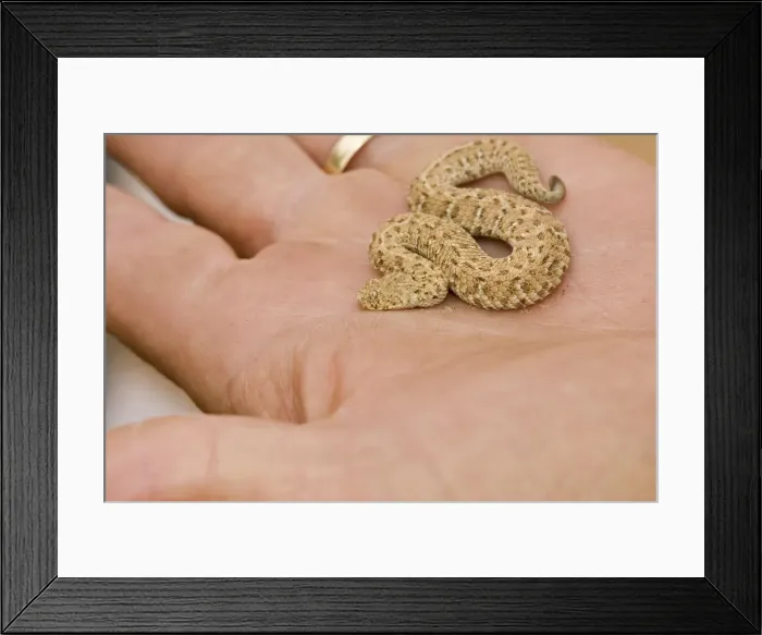Framed Print : Picture No. 10869462 Framed Print : Picture No. 10869462