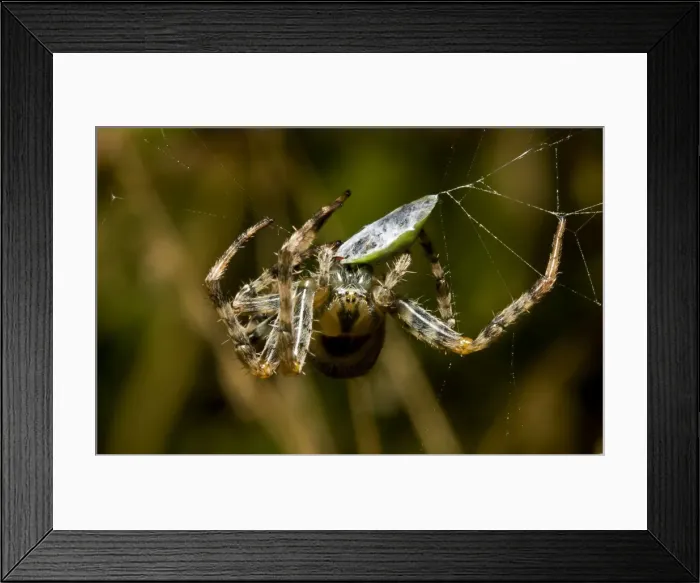 Framed Print : Picture No. 10869449 Framed Print : Picture No. 10869449