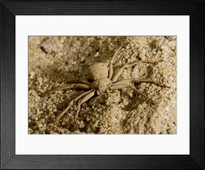 Framed Print : Picture No. 10869476 Framed Print : Picture No. 10869476
