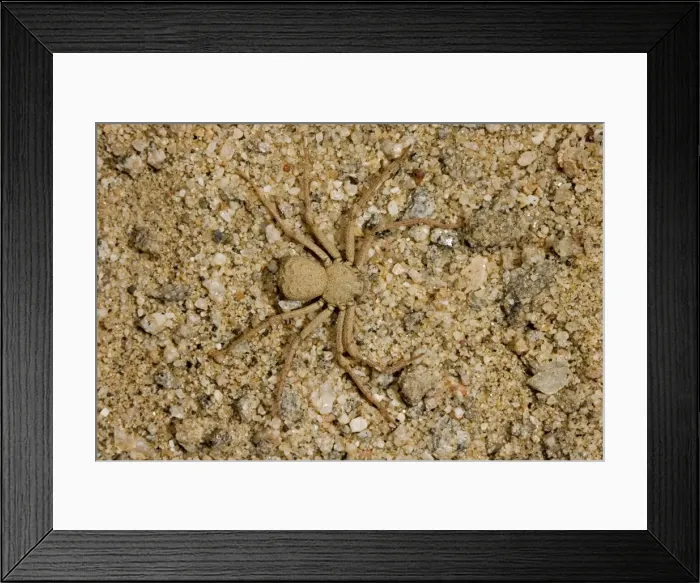 Framed Print : Picture No. 10869478 Framed Print : Picture No. 10869478