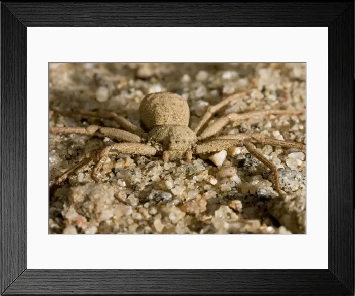 Framed Print : Picture No. 10869477 Framed Print : Picture No. 10869477