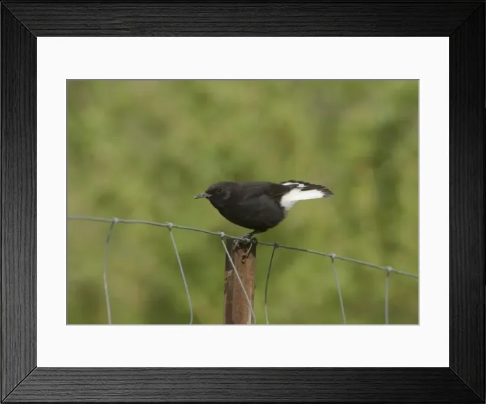 Framed Print : Picture No. 10869503 Framed Print : Picture No. 10869503