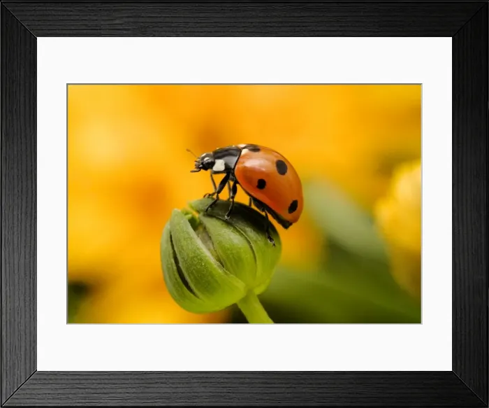 Framed Print : Picture No. 10869590 Framed Print : Picture No. 10869590