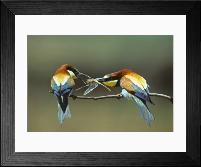 Framed Print : Picture No. 10869595 Framed Print : Picture No. 10869595