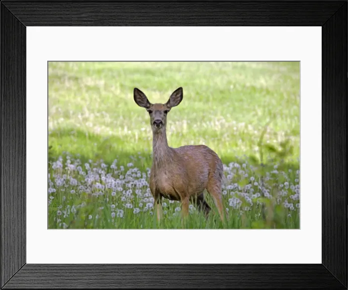 Framed Print : Picture No. 10869597 Framed Print : Picture No. 10869597