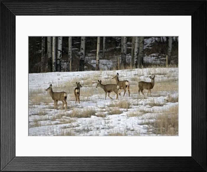 Framed Print : Picture No. 10869598 Framed Print : Picture No. 10869598