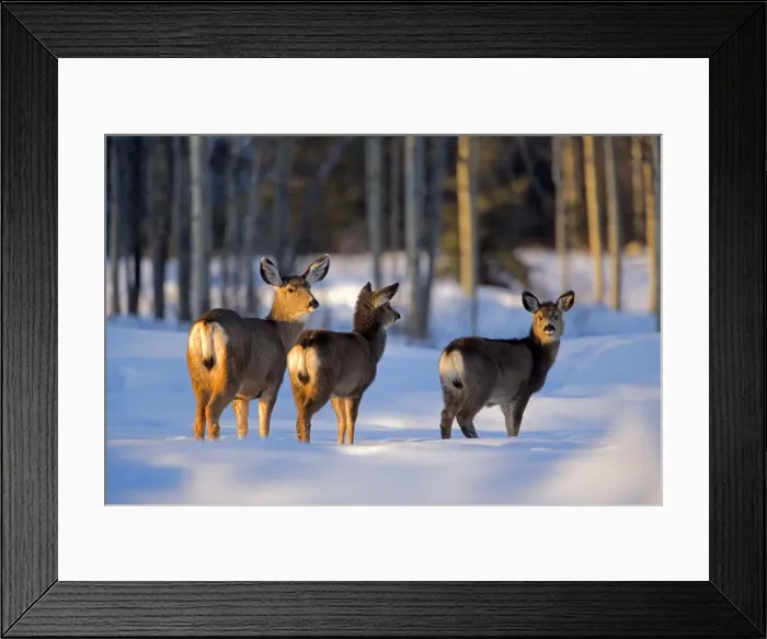 Framed Print : Picture No. 10869600 Framed Print : Picture No. 10869600