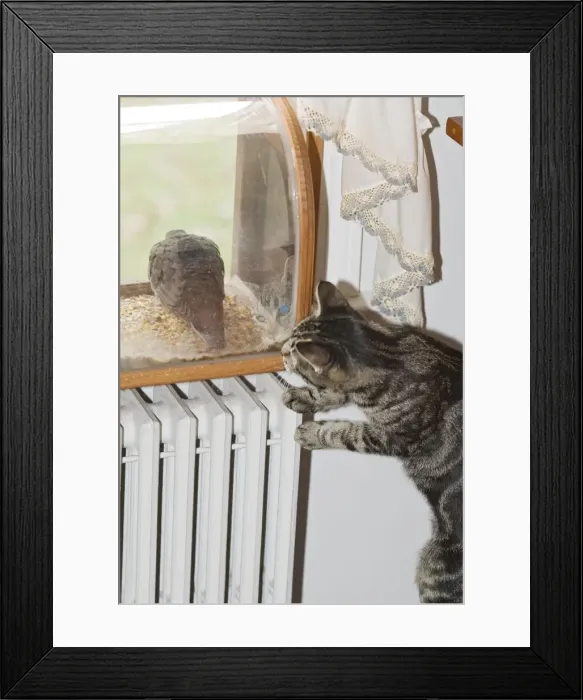 Framed Print : Picture No. 10869789 Framed Print : Picture No. 10869789