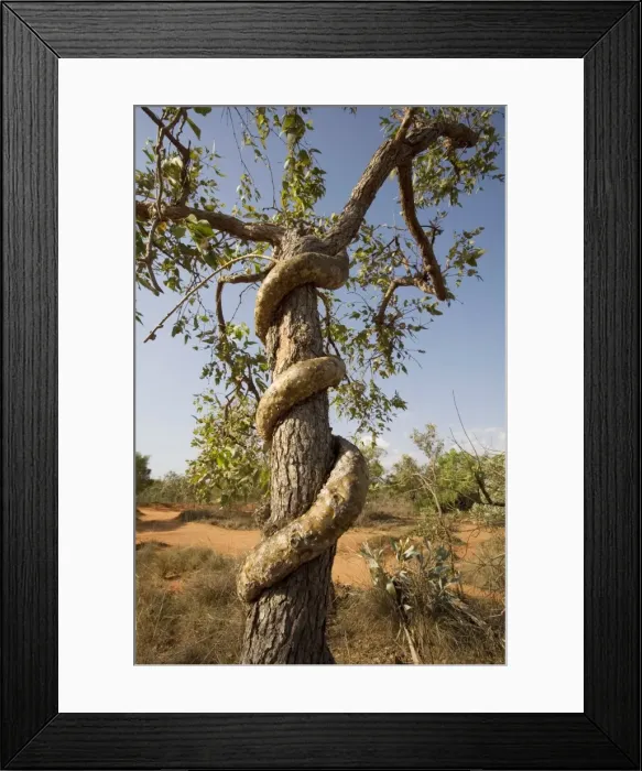 Framed Print : Picture No. 10869686 Framed Print : Picture No. 10869686