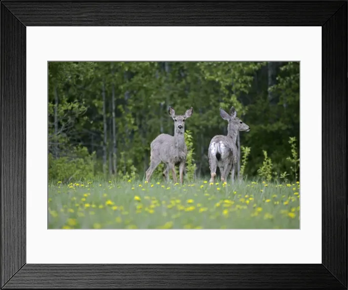 Framed Print : Picture No. 10869599 Framed Print : Picture No. 10869599