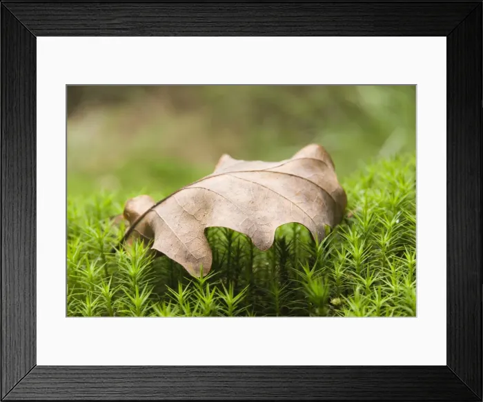 Framed Print : Picture No. 10870066 Framed Print : Picture No. 10870066
