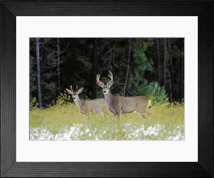 Framed Print : Picture No. 10870105 Framed Print : Picture No. 10870105