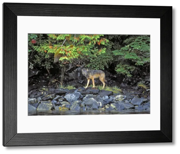 Framed Print : Picture No. 10870108 Framed Print : Picture No. 10870108