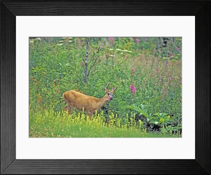 Framed Print : Picture No. 10870107