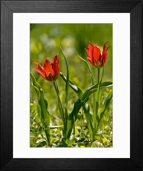 Framed Print : Picture No. 10899529 Framed Print : Picture No. 10899529