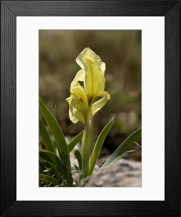 Framed Print : Picture No. 10899537 Framed Print : Picture No. 10899537
