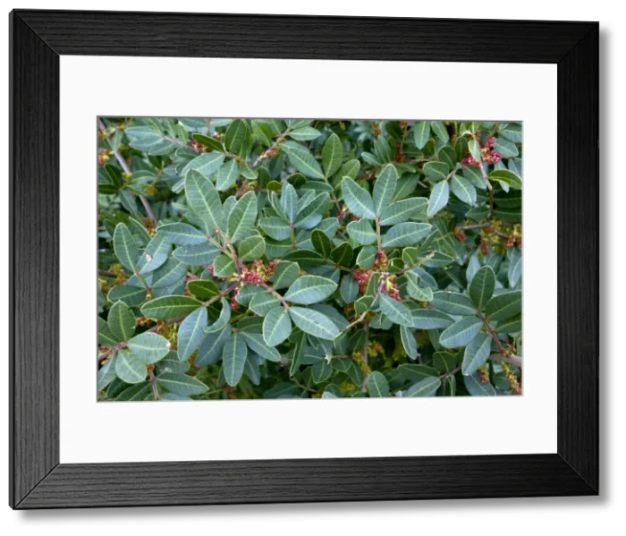 Framed Print : Picture No. 10899531 Framed Print : Picture No. 10899531
