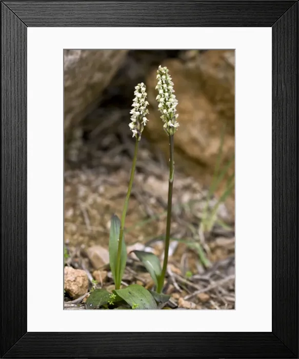 Framed Print : Picture No. 10899538 Framed Print : Picture No. 10899538