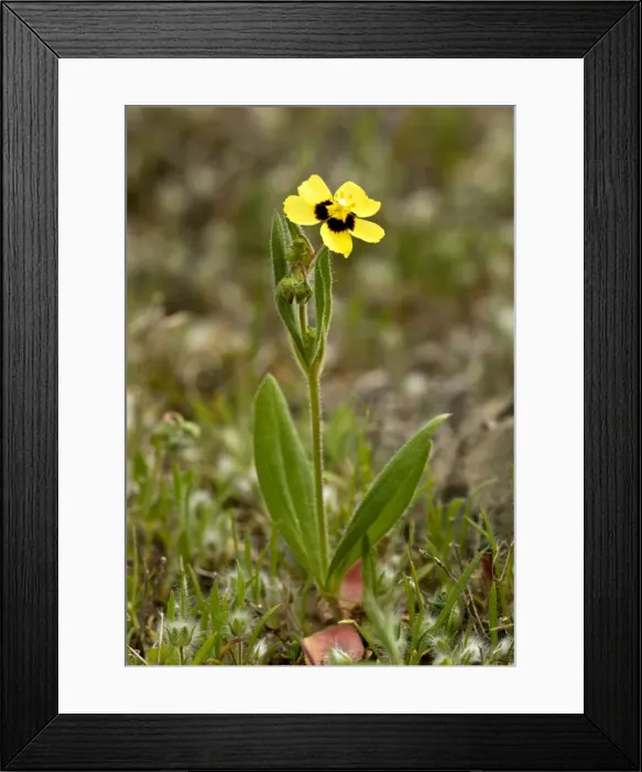 Framed Print : Picture No. 10899534 Framed Print : Picture No. 10899534