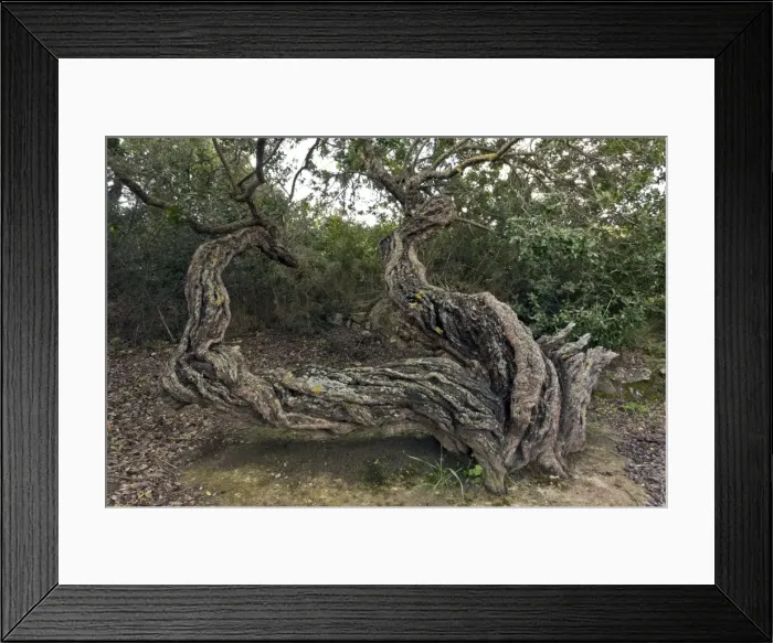 Framed Print : Picture No. 10899540