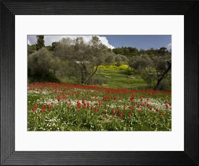 Framed Print : Picture No. 10899542