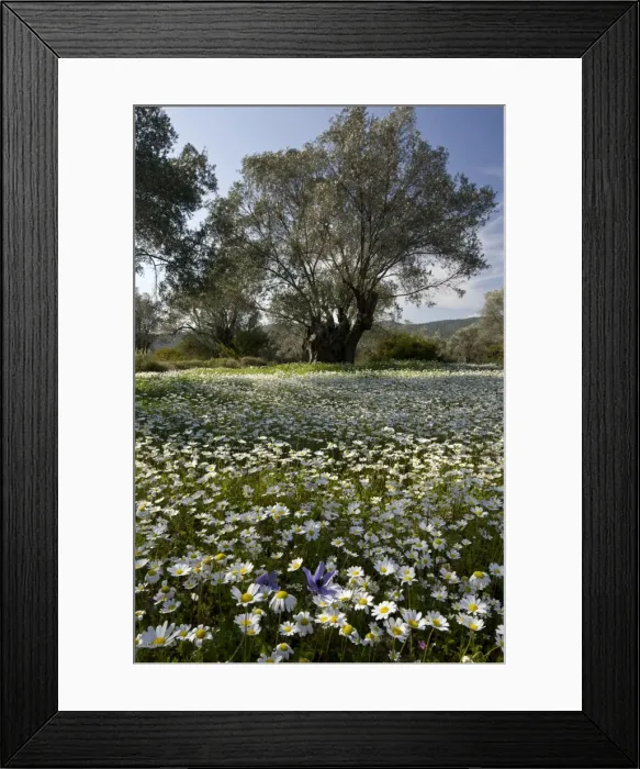 Framed Print : Picture No. 10899536 Framed Print : Picture No. 10899536