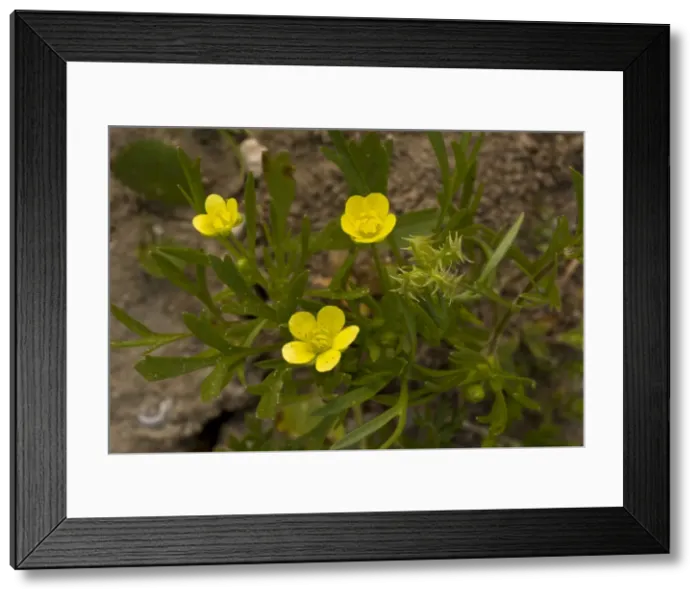 Framed Print : Picture No. 10899544 Framed Print : Picture No. 10899544