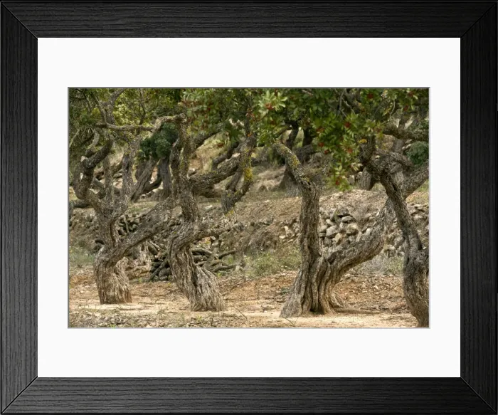 Framed Print : Picture No. 10899539 Framed Print : Picture No. 10899539