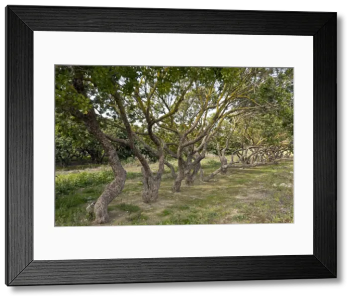 Framed Print : Picture No. 10899541 Framed Print : Picture No. 10899541