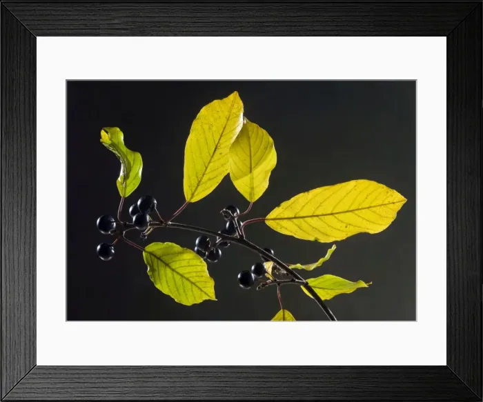 Framed Print : Picture No. 10899551 Framed Print : Picture No. 10899551