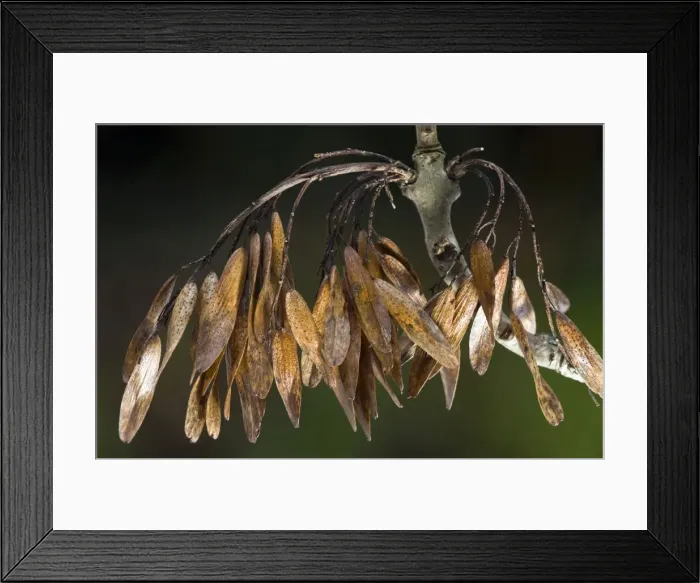 Framed Print : Picture No. 10899549 Framed Print : Picture No. 10899549