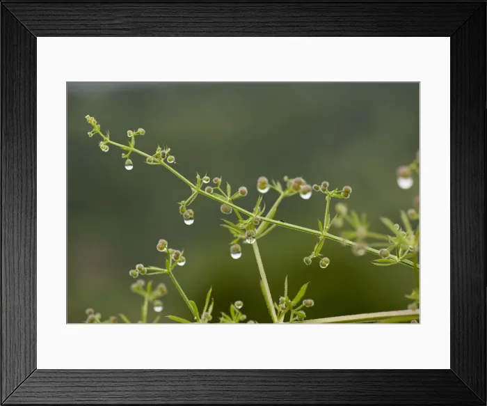 Framed Print : Picture No. 10899553 Framed Print : Picture No. 10899553