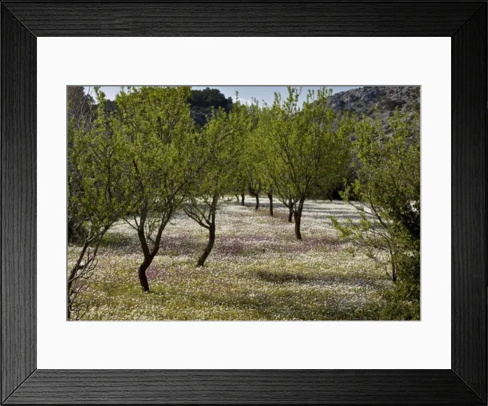 Framed Print : Picture No. 10899545