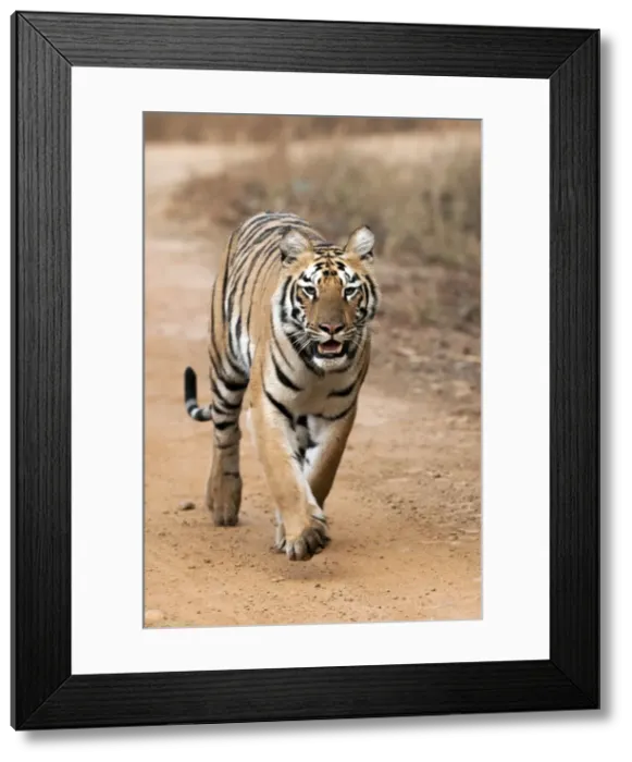 Framed Print : Picture No. 10899570 Framed Print : Picture No. 10899570