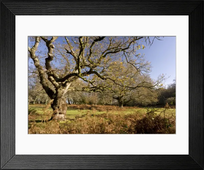 Framed Print : Picture No. 10899550 Framed Print : Picture No. 10899550