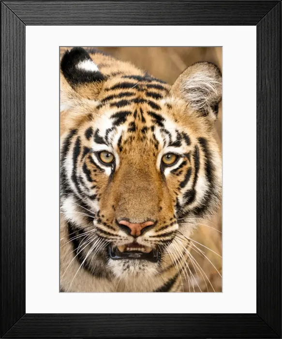 Framed Print : Picture No. 10899571