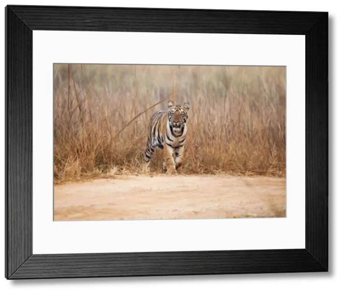 Framed Print : Picture No. 10899572 Framed Print : Picture No. 10899572