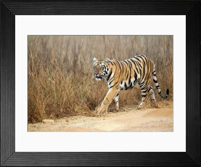 Framed Print : Picture No. 10899574 Framed Print : Picture No. 10899574