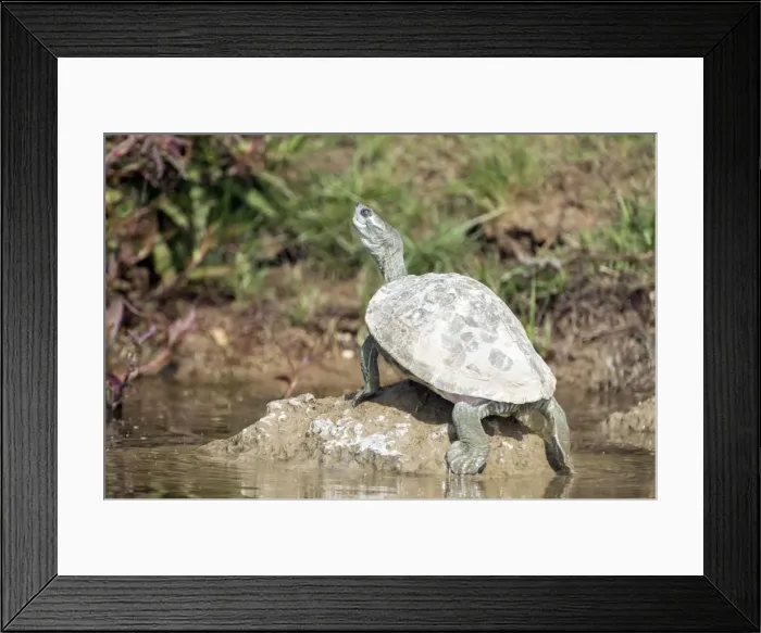 Framed Print : Picture No. 10899576